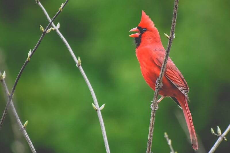 22 soorten vogels met rode koppen (foto's)