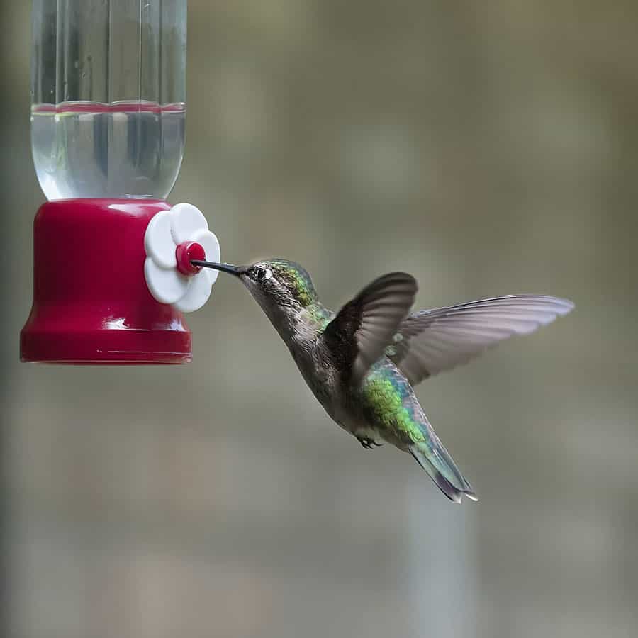 Op welk moment van de dag voeden kolibries zich - hier is wanneer