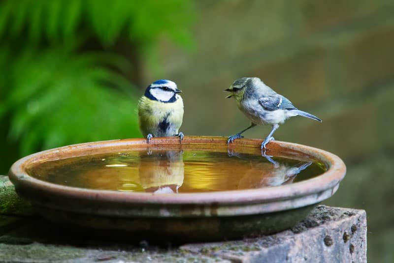 Hoe vogels een vogelbad te laten gebruiken - Een gids &amp; 8 eenvoudige tips