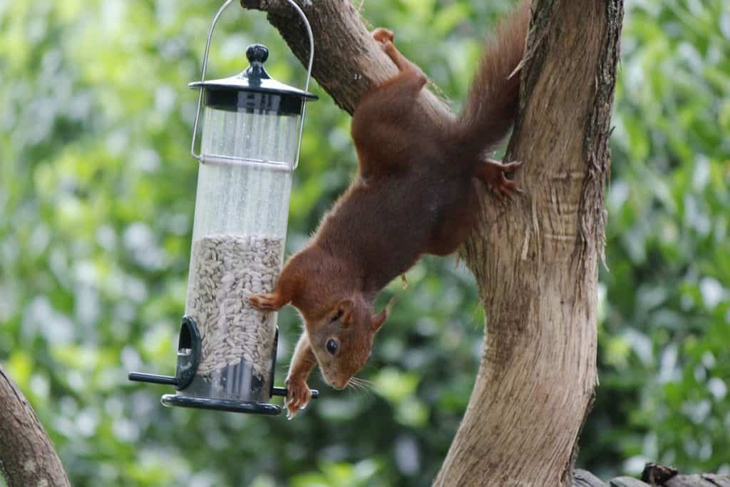 Kas oravad söövad öösel linnusöödast?