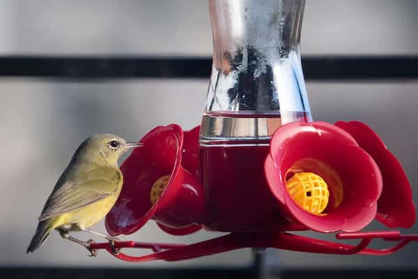 Vögel, die Nektar aus Kolibrifuttern trinken