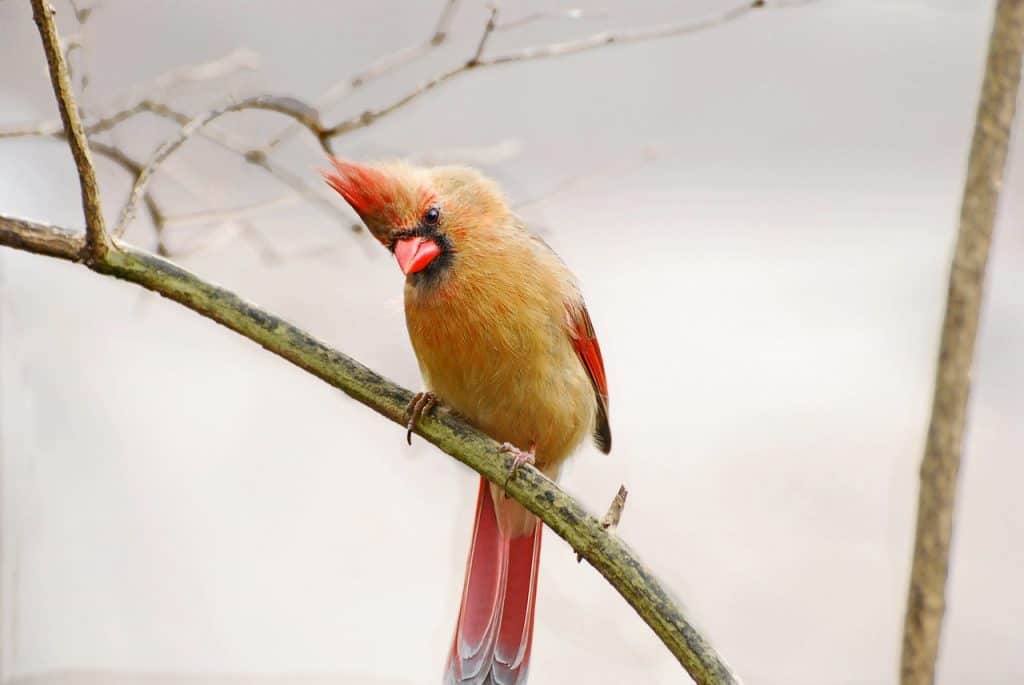 Wat is het beste type vogelvoederhuisje voor kardinalen?