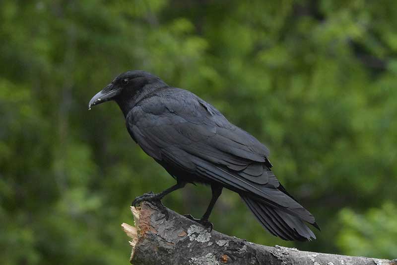 18 types d'oiseaux noirs (avec photos)