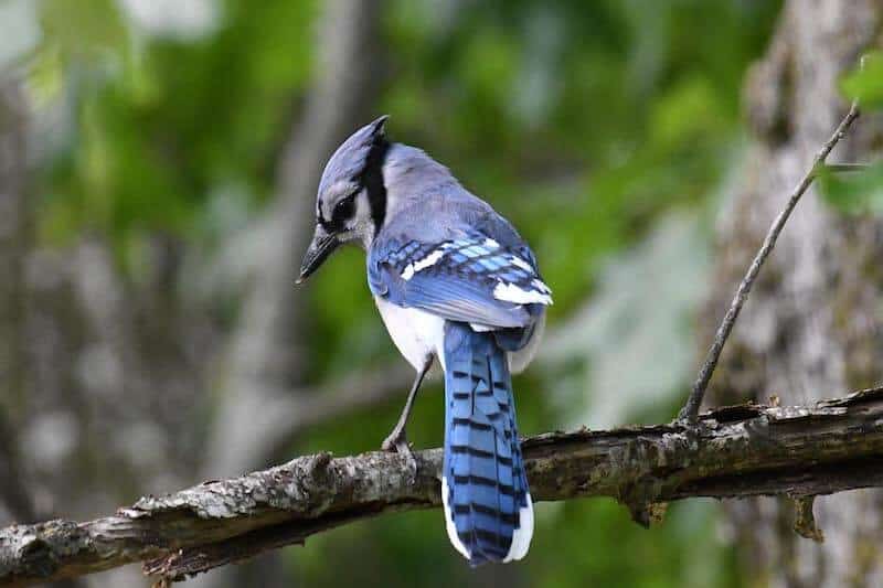 10 Burung yang Mirip dengan Burung Cucak Biru (dengan Foto)