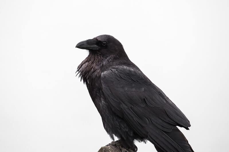 Ravensymboliek (Betekenissen &amp; Interpretaties)