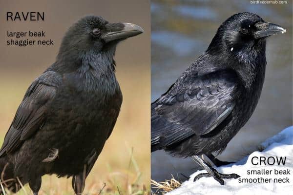 10 Perbedaan Antara Burung Gagak dan Burung Gagak