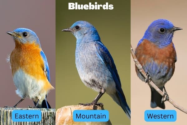 10 طيور تشبه Bluebirds (مع صور)