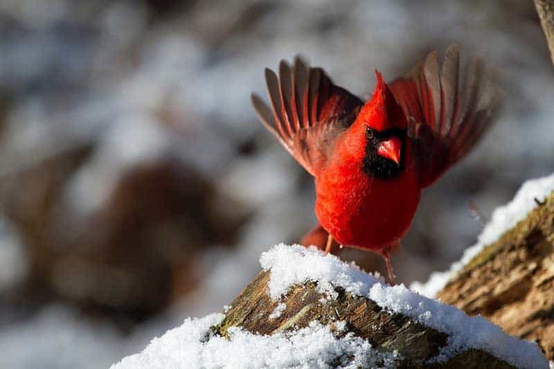 16 Burung Dengan Paruh Merah (Gambar dan Info)