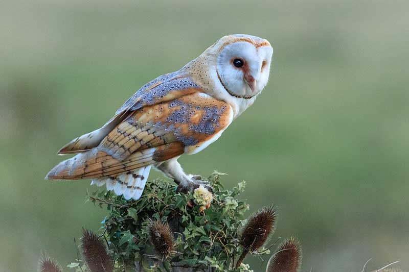 Owls of Pennsylvania (8 speciet kryesore)