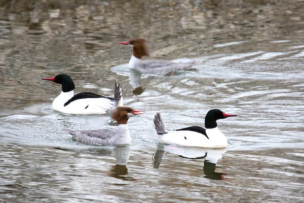 10 lloje zogjsh që notojnë nën ujë (me foto)