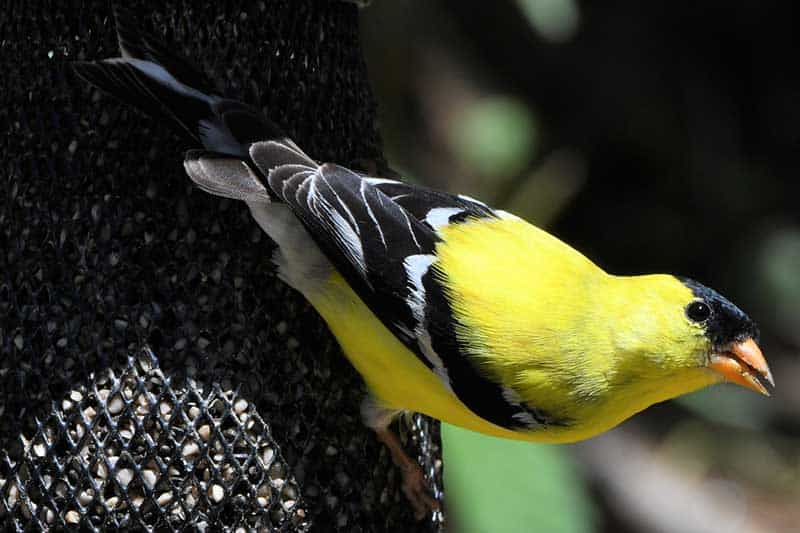 24 zogj të vegjël të verdhë (me figura)