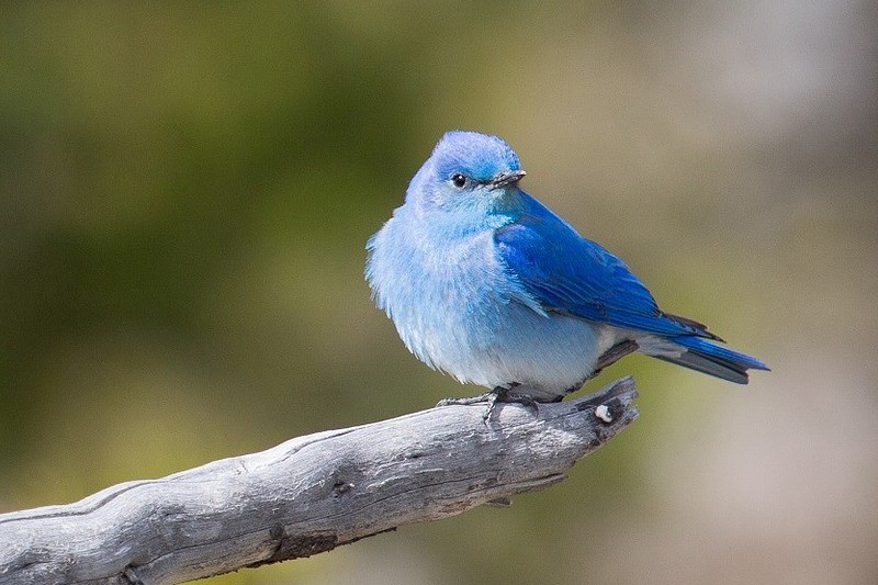 Symbolisme de l'oiseau bleu (significations et interprétations)