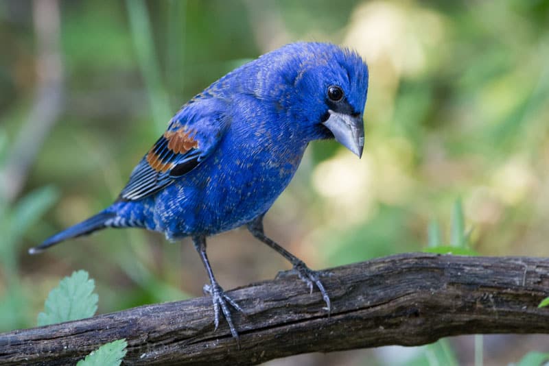 16 Arten von blauen Vögeln (mit Fotos)