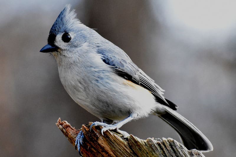 15 types d'oiseaux gris (avec photos)