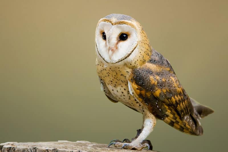 Kerkuil vs Barred Owl (Belangrijkste verschillen)