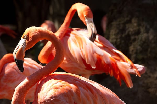 12 vrsta ružičastih ptica (sa fotografijama)