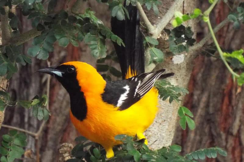 22 Vogelsoorten die beginnen met een H (met foto's)