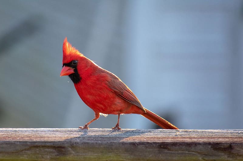 40 van de kleurrijkste vogels van Noord-Amerika (met foto's)