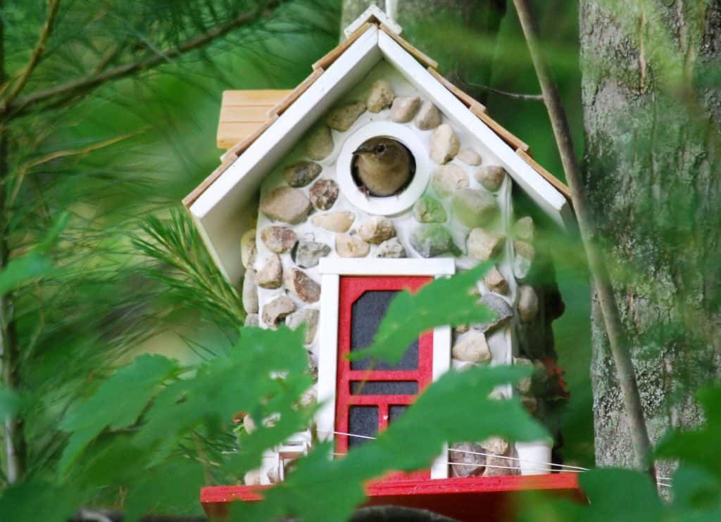 Ide unike dhuratash për vëzhguesit e zogjve të oborrit të shtëpisë