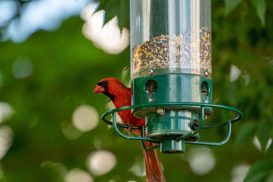 Kakvu vrstu ptičjeg sjemena vole kardinali?