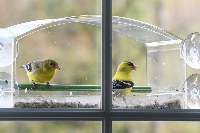 Wie man Vögel mit einem Fensterfutter anlockt