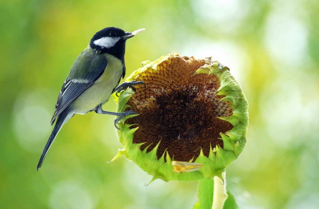 ما الطيور تأكل بذور عباد الشمس السوداء؟