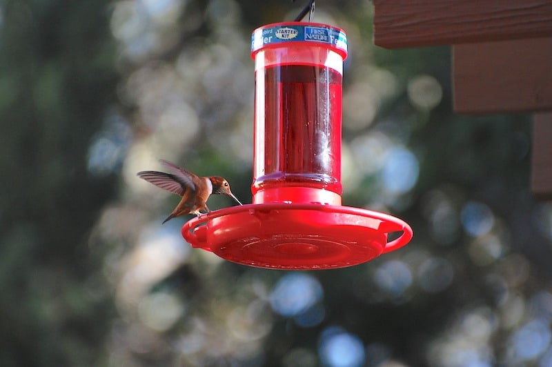 Dit is waarom rode kleurstof schadelijk kan zijn voor kolibries.