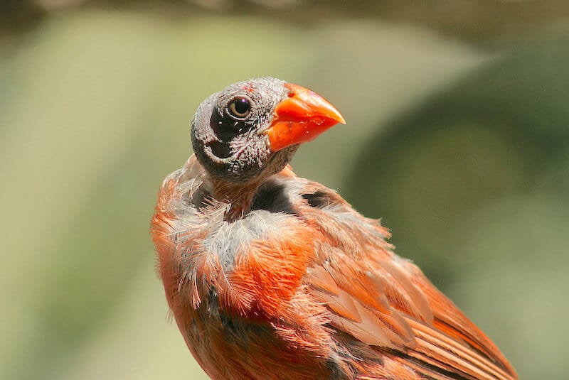 Waarom verliezen vogels veren op hun kop?