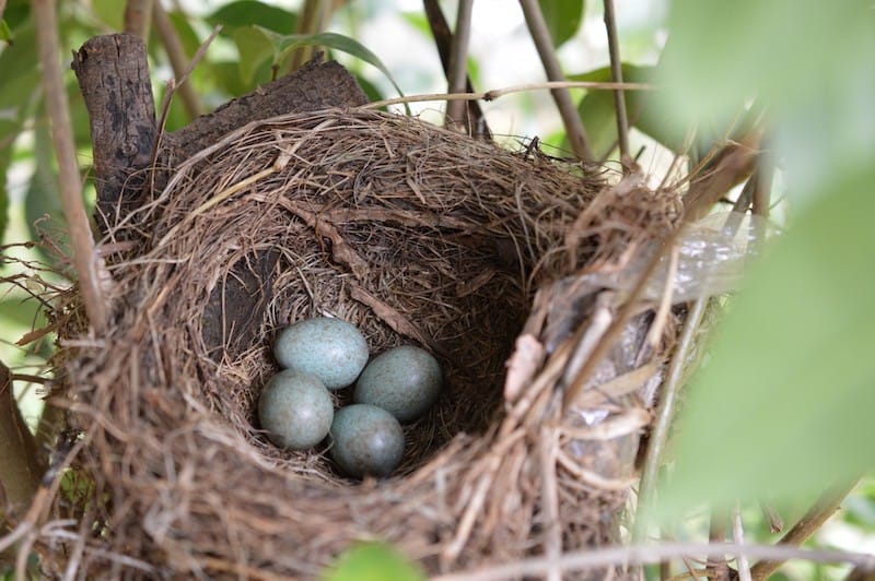 Waarom vogels hun nesten met eieren verlaten - 4 veel voorkomende redenen