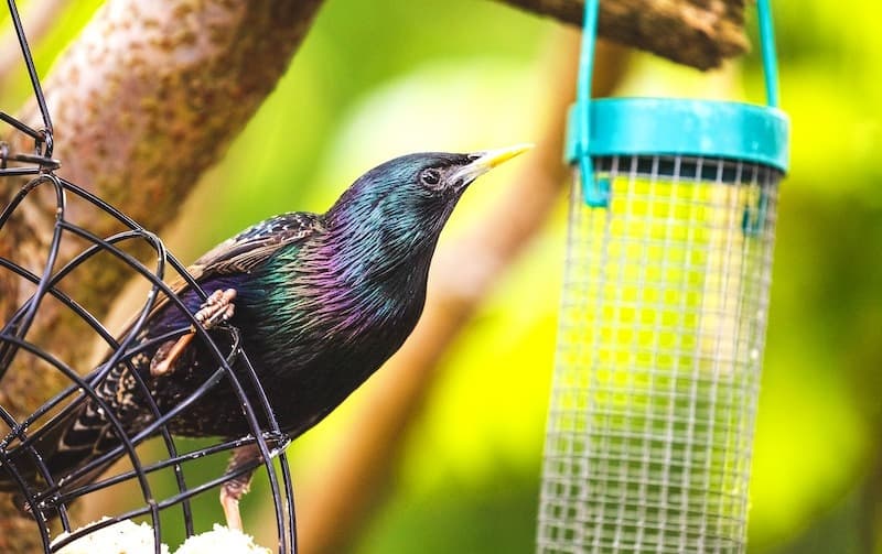 Cara Menyingkirkan Burung Jalak di Tempat Makan (7 Tips Bermanfaat)
