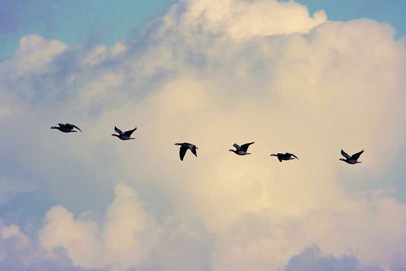 Wanneer migreren vogels? (Voorbeelden)
