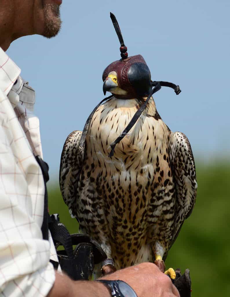 14 faits intéressants sur le faucon pèlerin (avec photos)