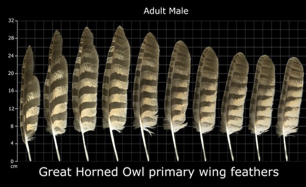 Bulu Burung Hantu Tanduk Besar (Identitas dan Fakta)