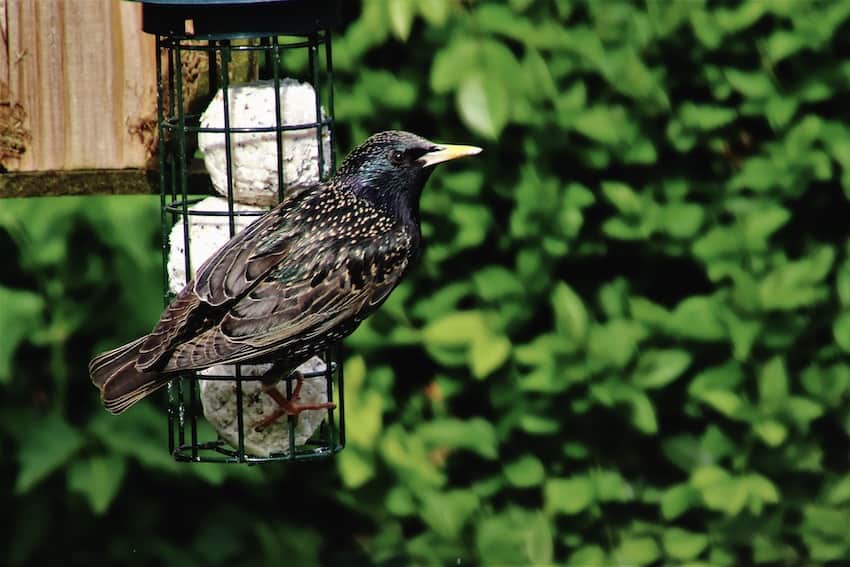 4 eenvoudige tips om af te komen van vogels die uw voeders overbevolken
