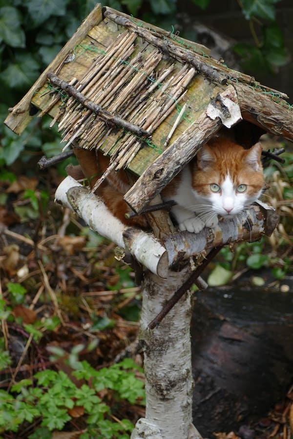 Hoe houdt u katten weg van vogelvoeders?