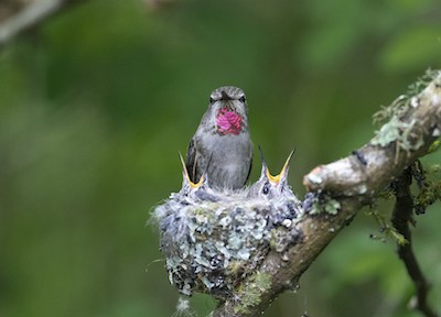 Wat eten baby kolibries?
