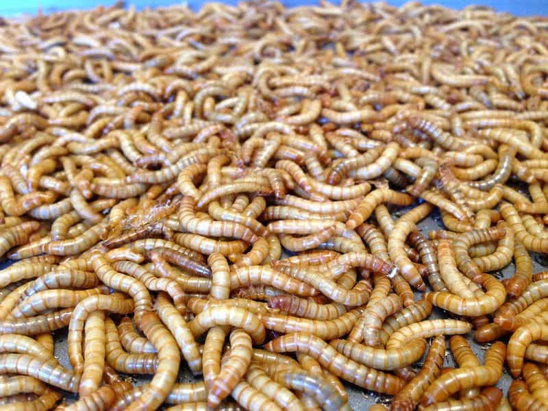 Wat zijn meelwormen en welke vogels eten ze (Antwoord)