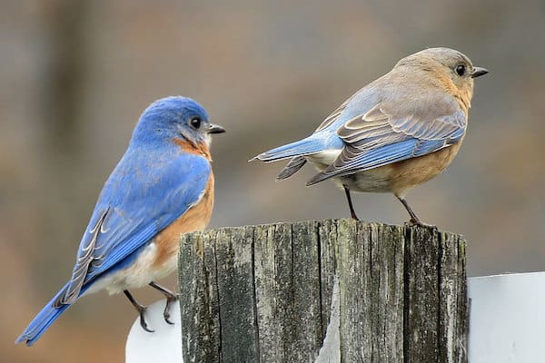 Mannelijke vs Vrouwelijke Bluebirds (3 belangrijke verschillen)