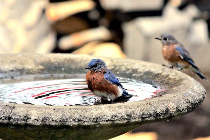 كيفية تأمين حمام للطيور (حتى لا ينقلب)