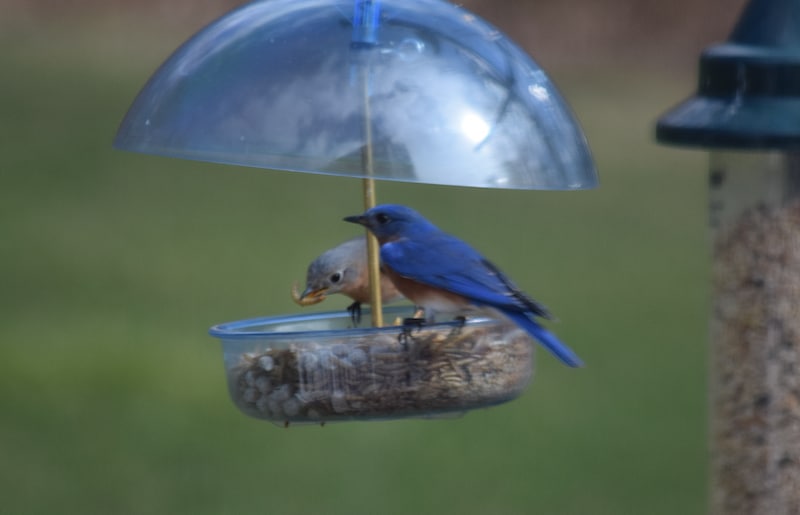 20 Fakta Mengagumkan Tentang Burung Bluebird Timur