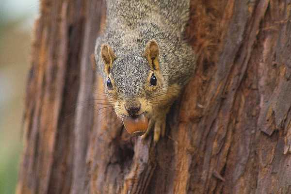 Eten eekhoorns babyvogeltjes?