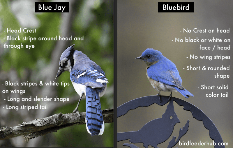 Bluebirds VS Blue Jays (9 verschillen)