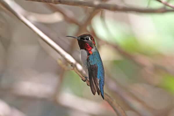 20 fakte zbavitëse rreth kolibrit të bletëve