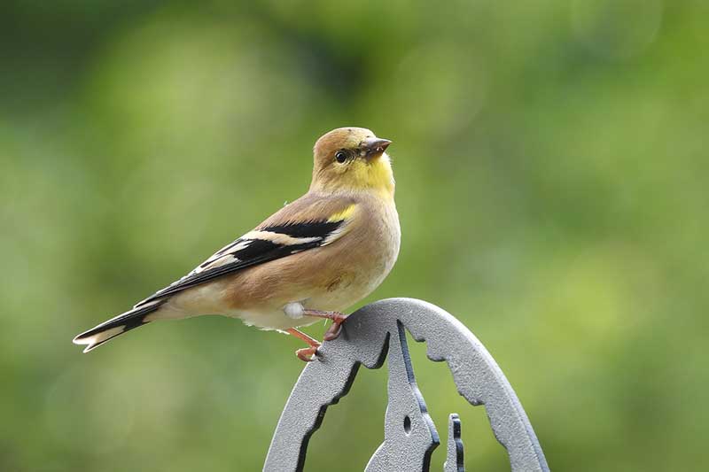 20 Fakte Interesante rreth Goldfinches Amerikane