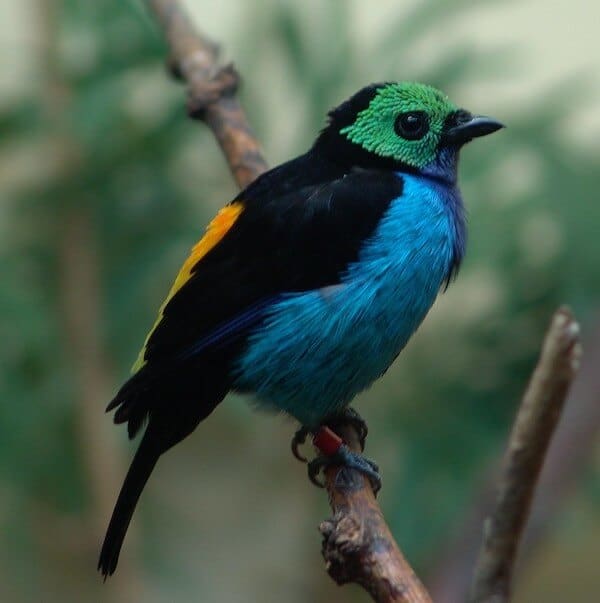10 fakte rreth Paradise Tanagers (me foto)