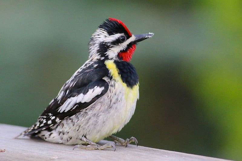 11 Fakta Tentang Burung Sapsucker Perut Kuning