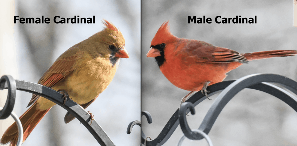 Mannelijke versus vrouwelijke kardinalen (5 verschillen)