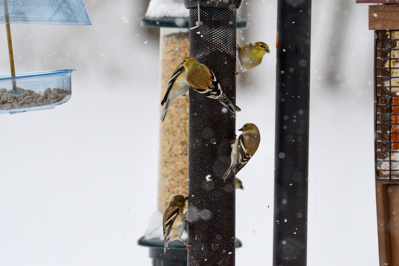Pelajari Cara Memikat Burung Goldfinch Dengan 6 Tips Ini