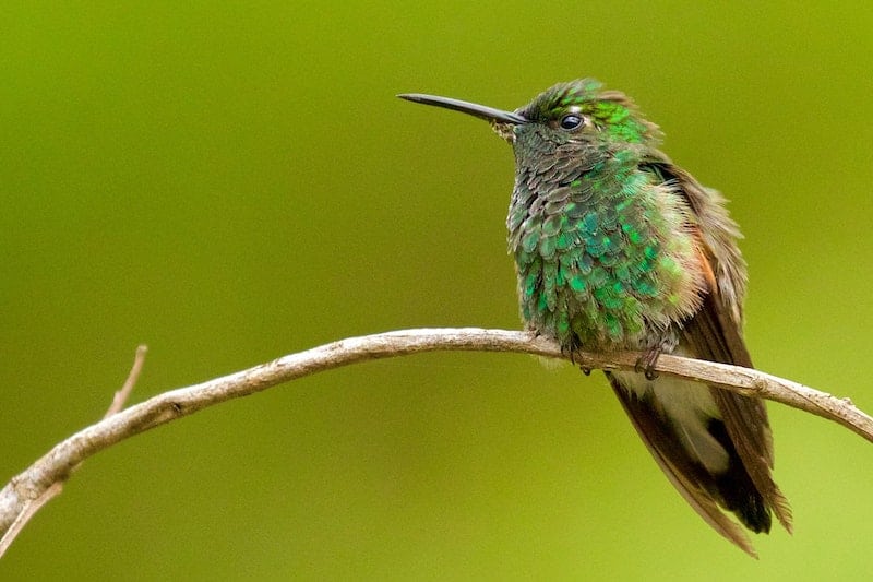 Kako nahraniti kolibrije insektima (5 jednostavnih savjeta)