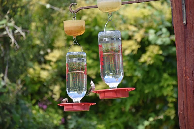 Ku të varni një ushqyes të kolibrit - 4 ide të thjeshta